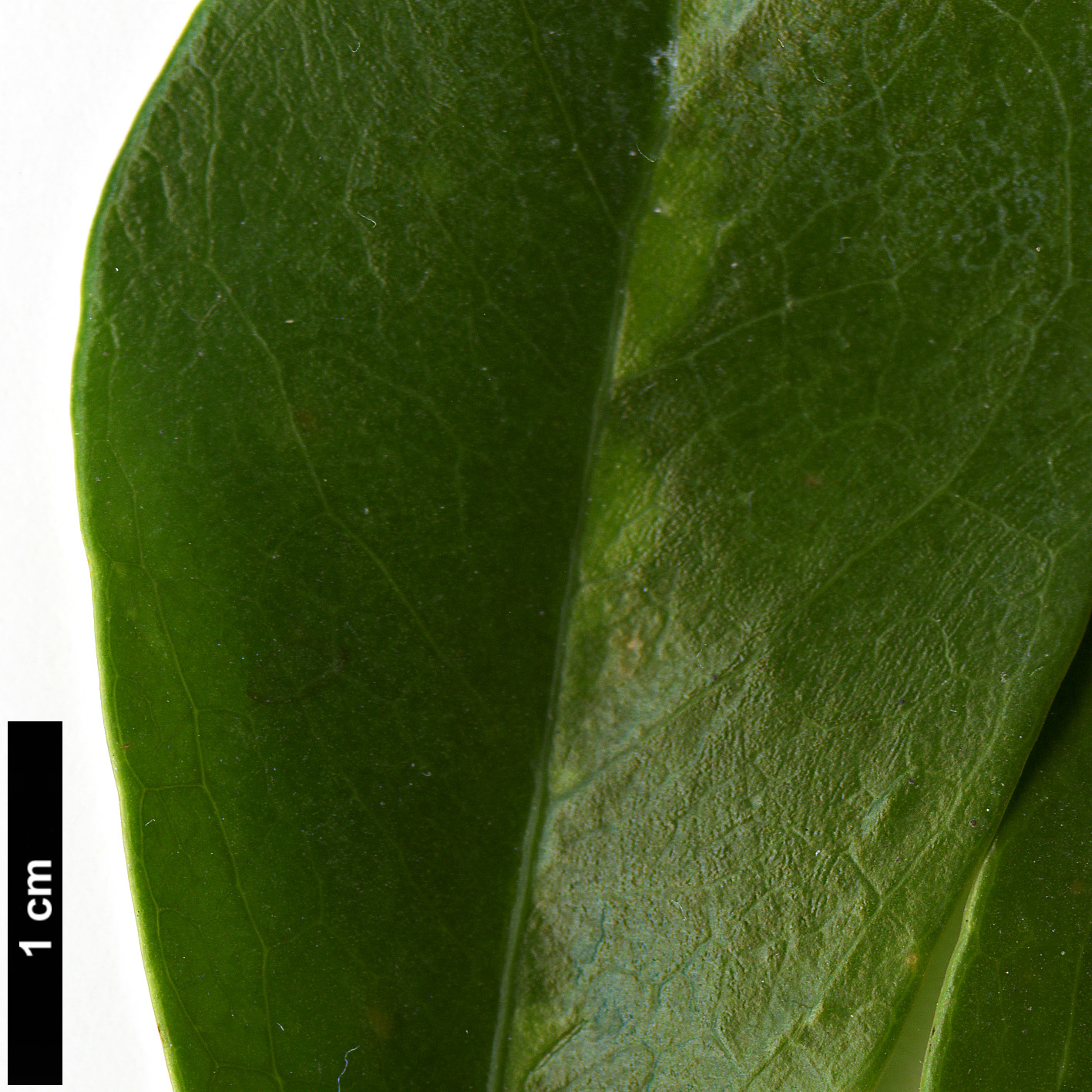 High resolution image: Family: Araliaceae - Genus: Schefflera - Taxon: arboricola 
